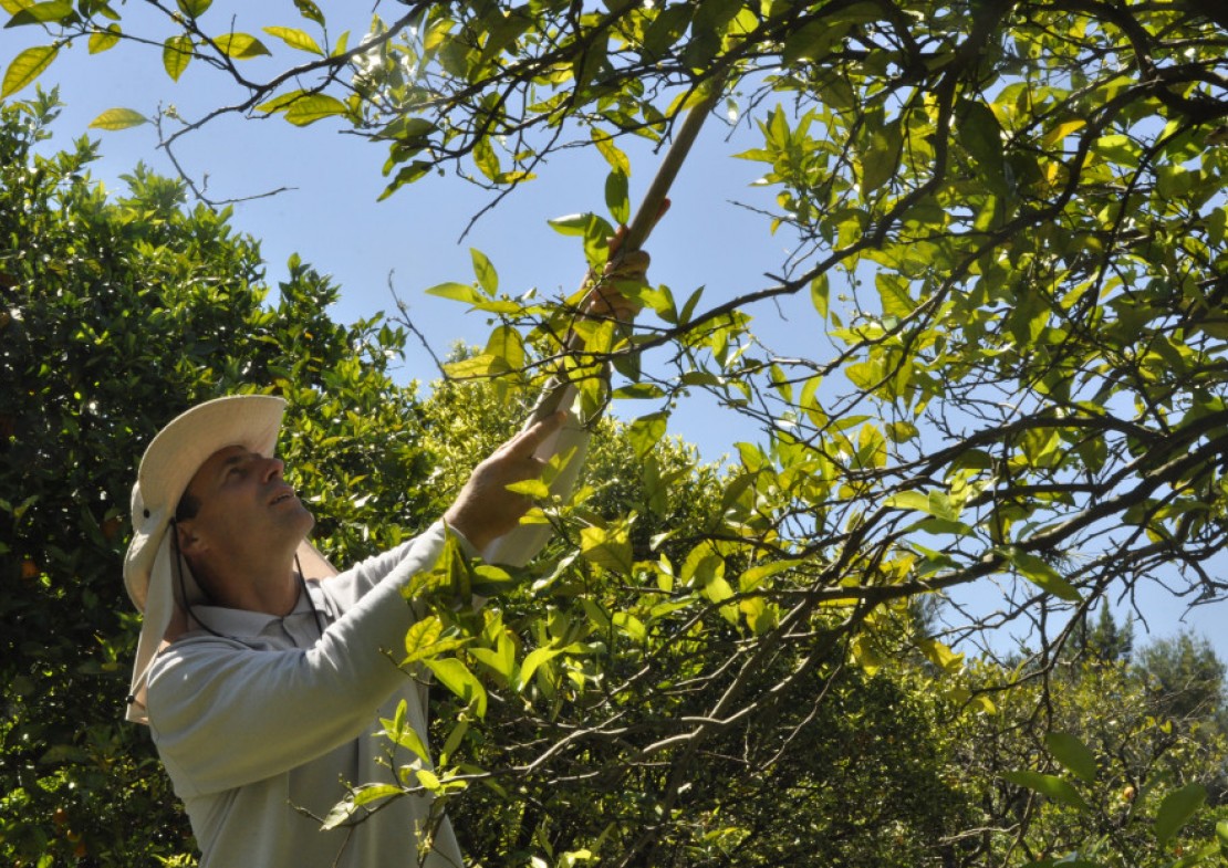 Trabajo con el Reino Vegetal